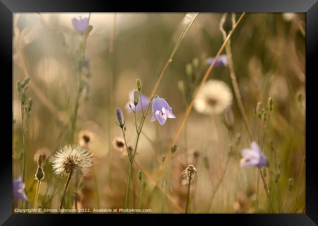 Harebell world  Framed Print by Simon Johnson