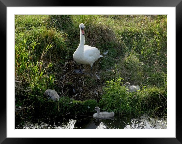 The Watchful Mother. Framed Mounted Print by Mark Ward