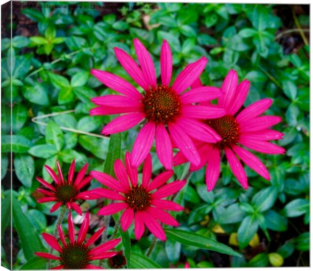 Bright pink daisies Canvas Print by Stephanie Moore