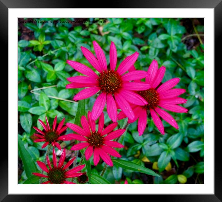 Bright pink daisies Framed Mounted Print by Stephanie Moore
