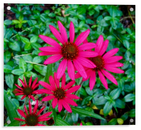 Bright pink daisies Acrylic by Stephanie Moore