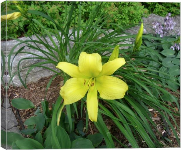 Yellow lily Canvas Print by Stephanie Moore