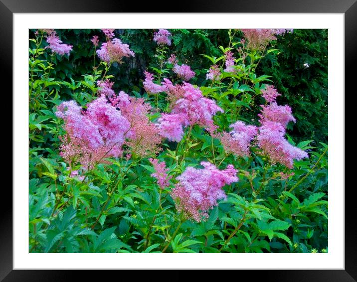 Pink flowers in our garden Framed Mounted Print by Stephanie Moore