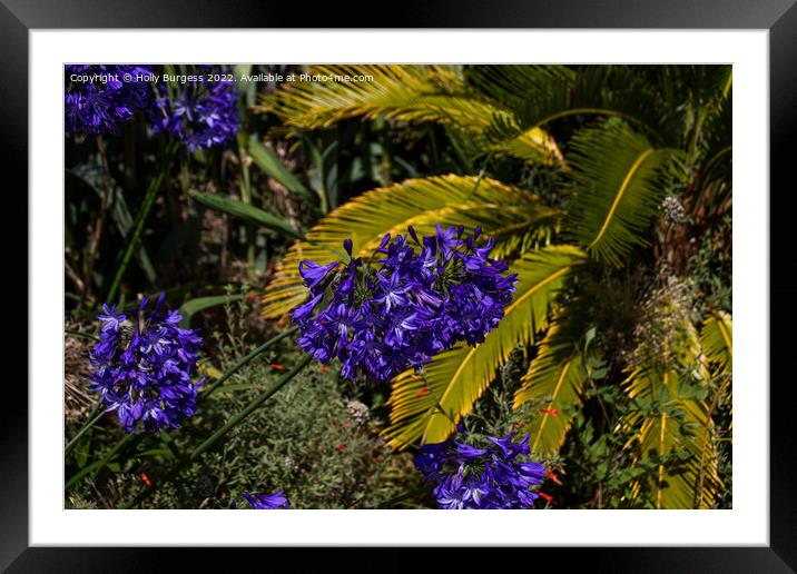 Purple flower          Agapanthus Framed Mounted Print by Holly Burgess