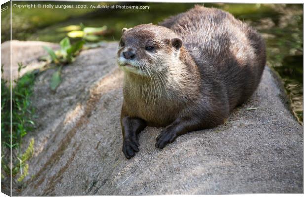 'Enchanting Asian Small-Clawed Otter Portrait' Canvas Print by Holly Burgess