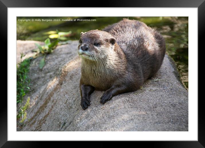 'Enchanting Asian Small-Clawed Otter Portrait' Framed Mounted Print by Holly Burgess