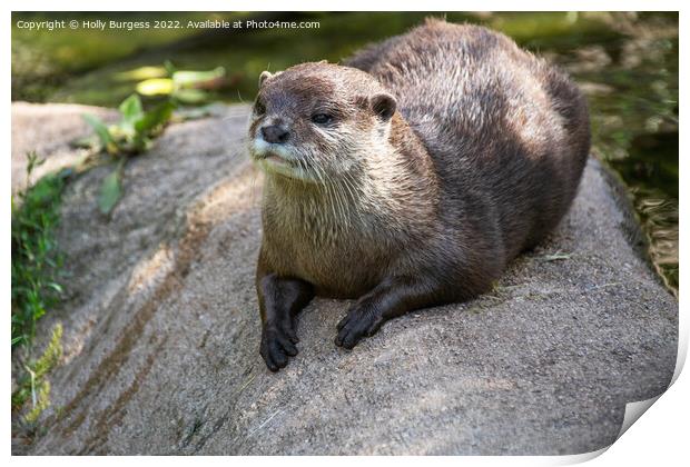 'Enchanting Asian Small-Clawed Otter Portrait' Print by Holly Burgess