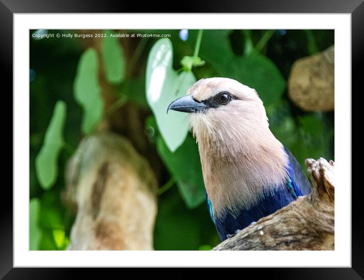 'Indonesian White-Headed Starling: A Portrait' Framed Mounted Print by Holly Burgess