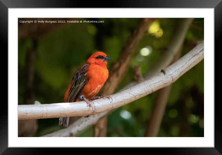 Cardinal Bird in the forest  Framed Mounted Print by Holly Burgess