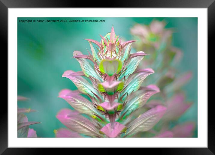 Acanthus Flower Framed Mounted Print by Alison Chambers
