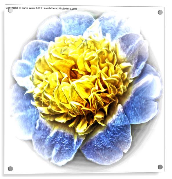 Yellow Camellia (Digital Art) Acrylic by John Wain