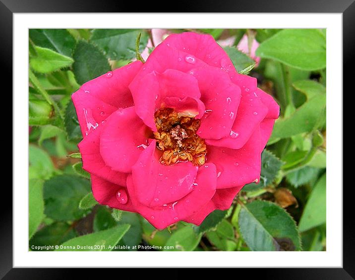 In the Pink Framed Mounted Print by Donna Duclos