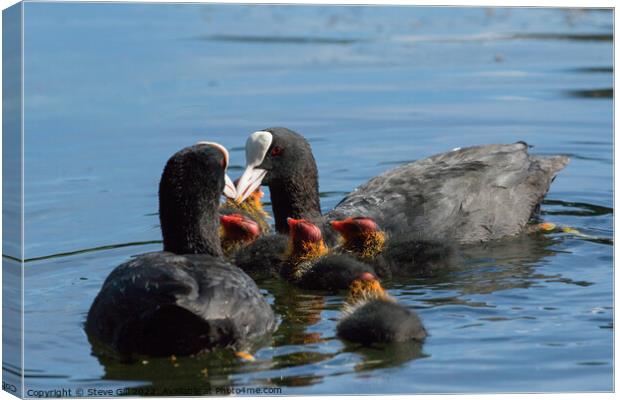 Fluffy Coot Chicks Feeding on a Lake. Canvas Print by Steve Gill