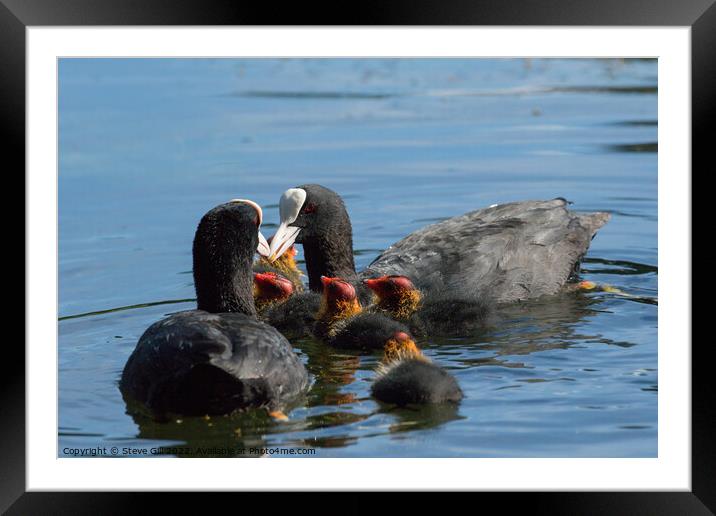 Fluffy Coot Chicks Feeding on a Lake. Framed Mounted Print by Steve Gill