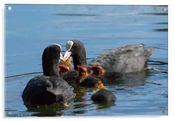 Fluffy Coot Chicks Feeding on a Lake. Acrylic by Steve Gill