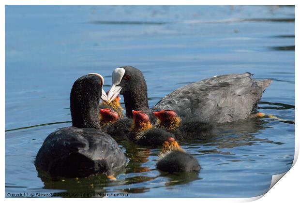 Fluffy Coot Chicks Feeding on a Lake. Print by Steve Gill