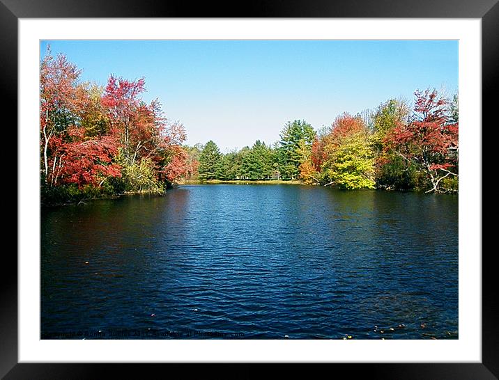 Seasons Change Framed Mounted Print by Donna Duclos