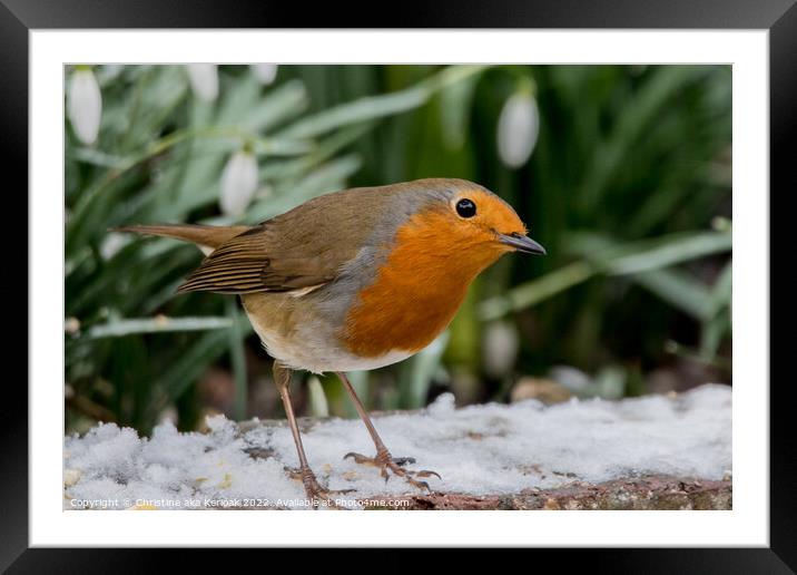 Quizzical Robin Framed Mounted Print by Christine Kerioak