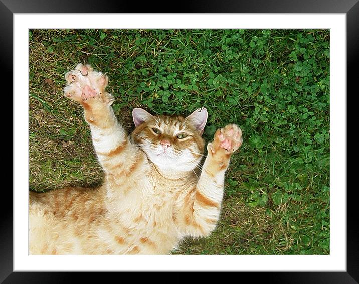 Stretching Kitty Framed Mounted Print by Donna Duclos