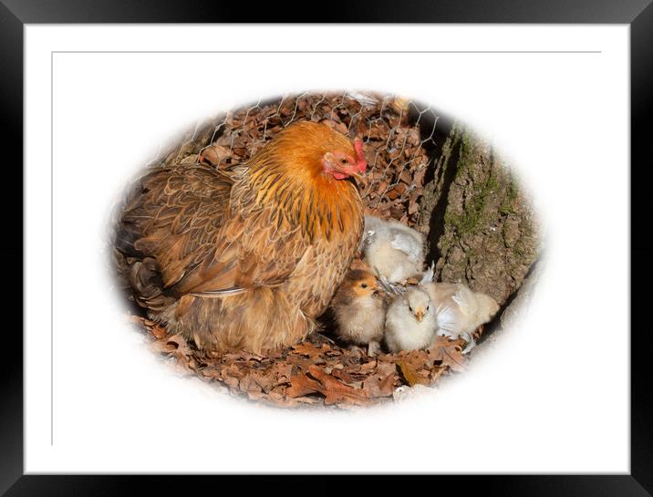Hen and chicks Framed Mounted Print by Christine Kerioak