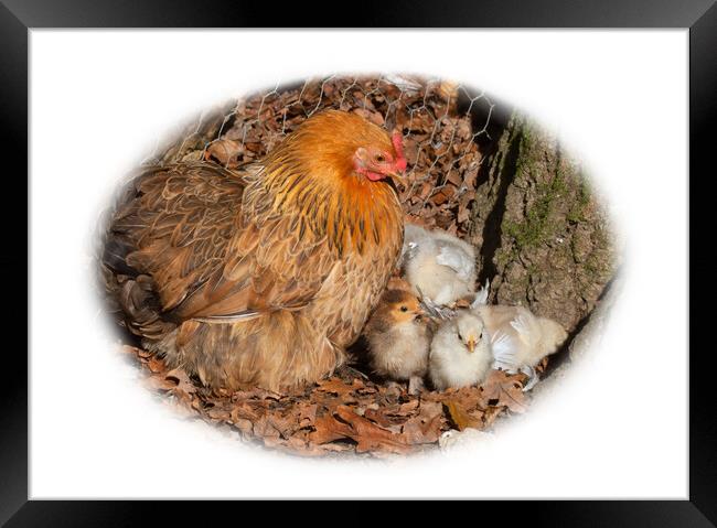 Hen and chicks Framed Print by Christine Kerioak