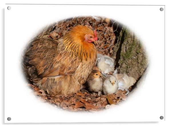 Hen and chicks Acrylic by Christine Kerioak