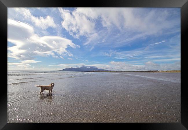 The Mournes from Tyrella Beach Framed Print by pauline morris