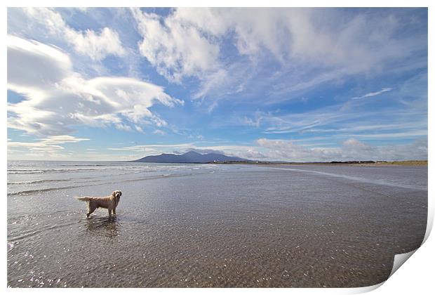 The Mournes from Tyrella Beach Print by pauline morris