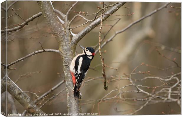 Greater Spotted Woodpecker in tree Canvas Print by Christine Kerioak