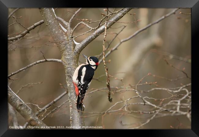 Greater Spotted Woodpecker in tree Framed Print by Christine Kerioak