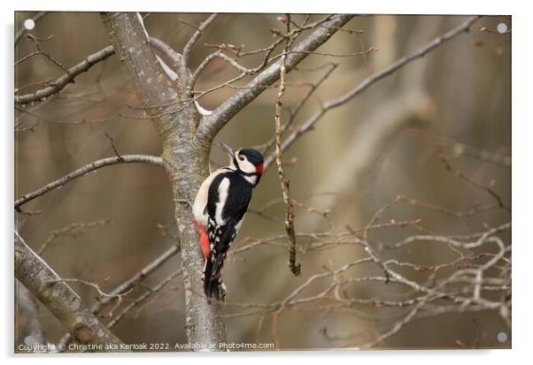 Greater Spotted Woodpecker in tree Acrylic by Christine Kerioak