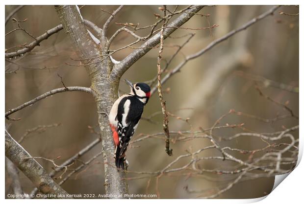 Greater Spotted Woodpecker in tree Print by Christine Kerioak