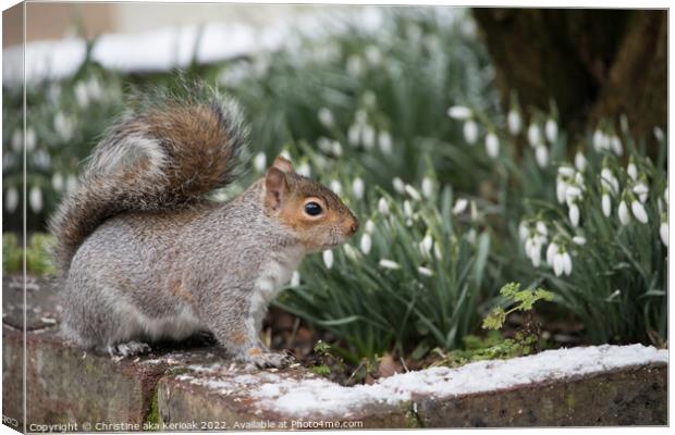 Squirrel standing on snow covered wall in front of a flwoer bed  Canvas Print by Christine Kerioak