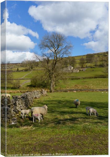 Two Spring Lambs in a Field with Their Mother. Canvas Print by Steve Gill
