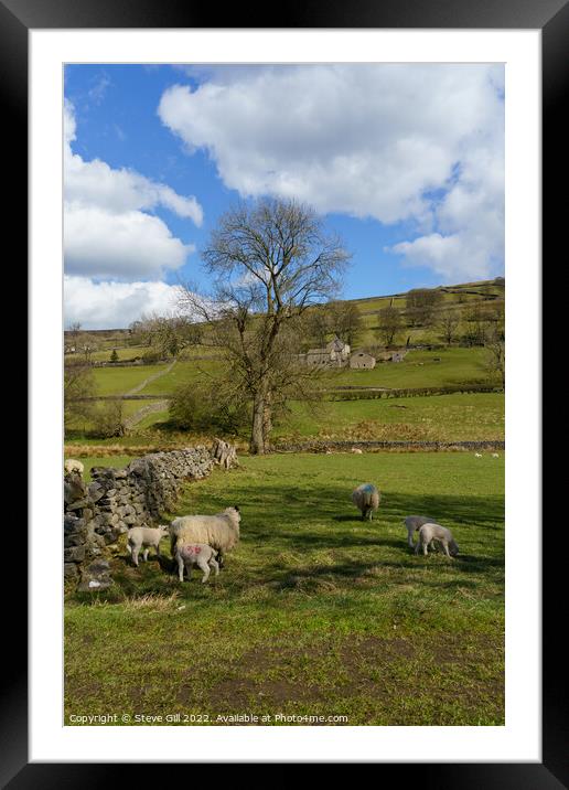 Two Spring Lambs in a Field with Their Mother. Framed Mounted Print by Steve Gill