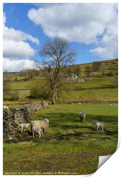 Two Spring Lambs in a Field with Their Mother. Print by Steve Gill