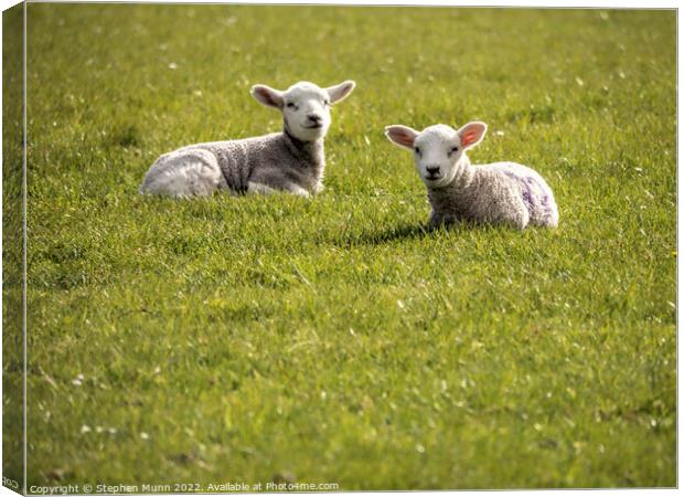 Two lambs having a rest Canvas Print by Stephen Munn