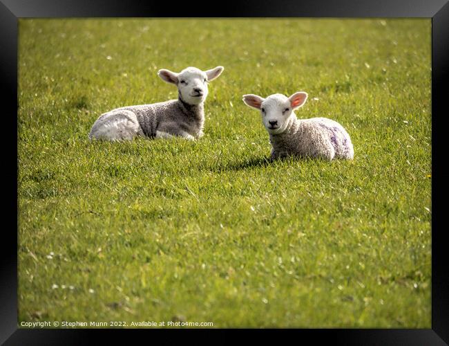 Two lambs having a rest Framed Print by Stephen Munn