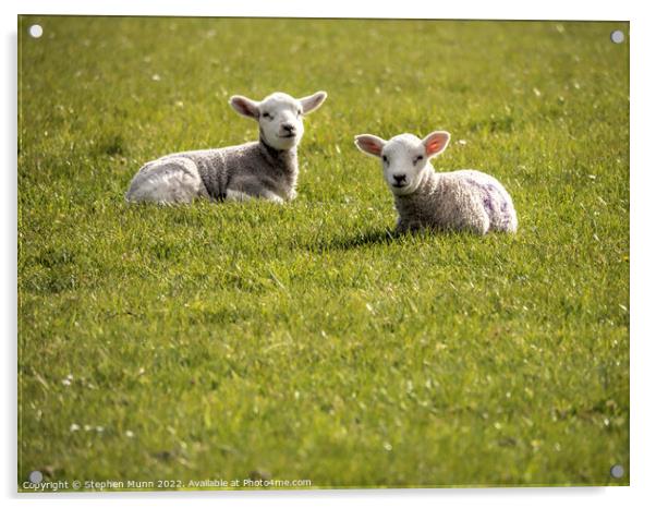 Two lambs having a rest Acrylic by Stephen Munn