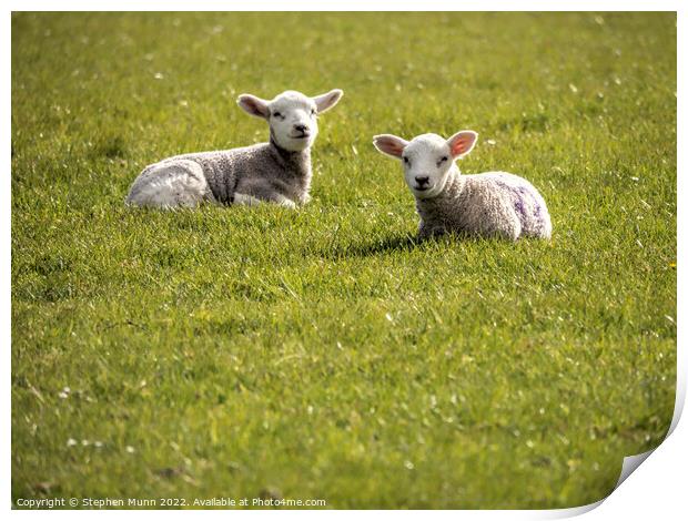 Two lambs having a rest Print by Stephen Munn