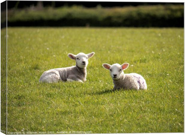 Spring Lambs Canvas Print by Stephen Munn