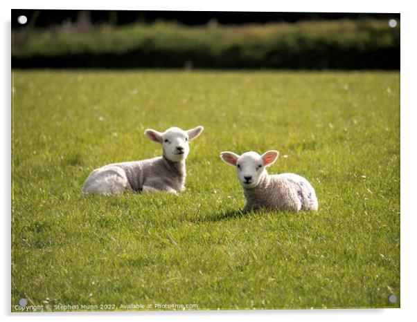Spring Lambs Acrylic by Stephen Munn