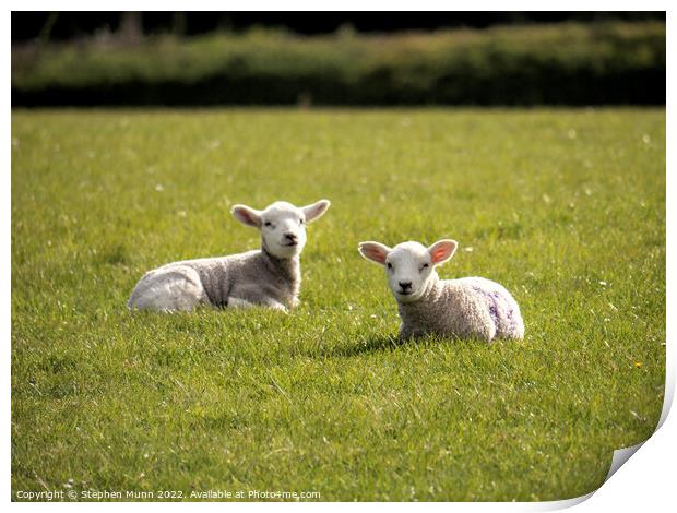 Spring Lambs Print by Stephen Munn
