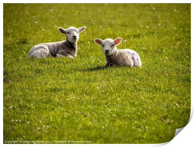 Two spring lambs laying down  Print by Stephen Munn