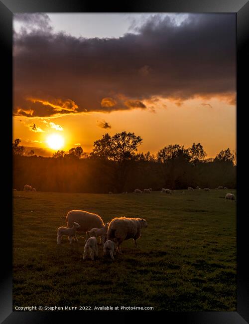 Sunset Sheep and lambs Framed Print by Stephen Munn