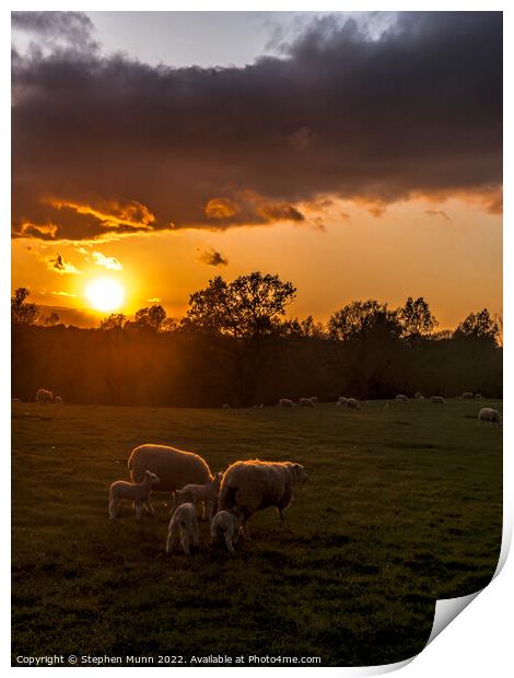 Sunset Sheep and lambs Print by Stephen Munn