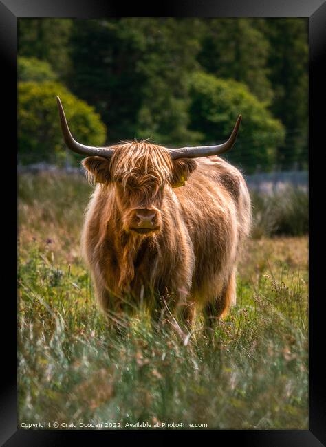 Scottish Highland Cow Framed Print by Craig Doogan