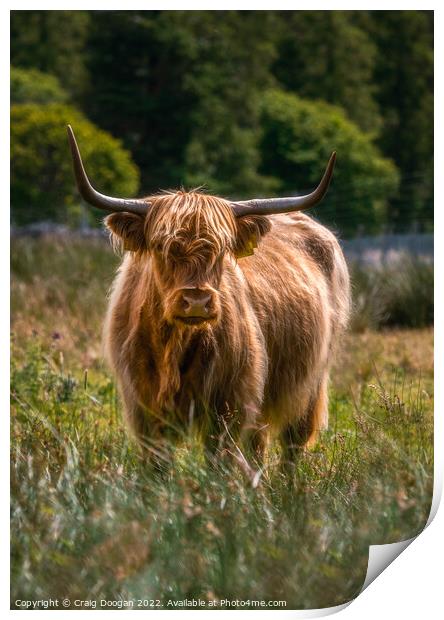 Scottish Highland Cow Print by Craig Doogan
