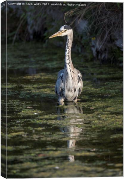 Heron wading through the algae pond Canvas Print by Kevin White