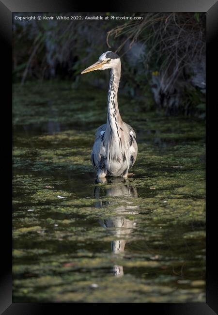 Heron wading through the algae pond Framed Print by Kevin White